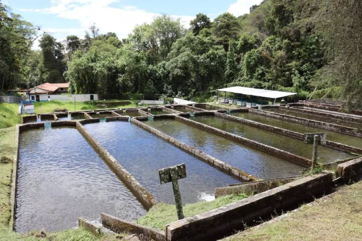 Mérida | Fortalecen la acuicultura con avances en la Estación Truchícola La Mucuy