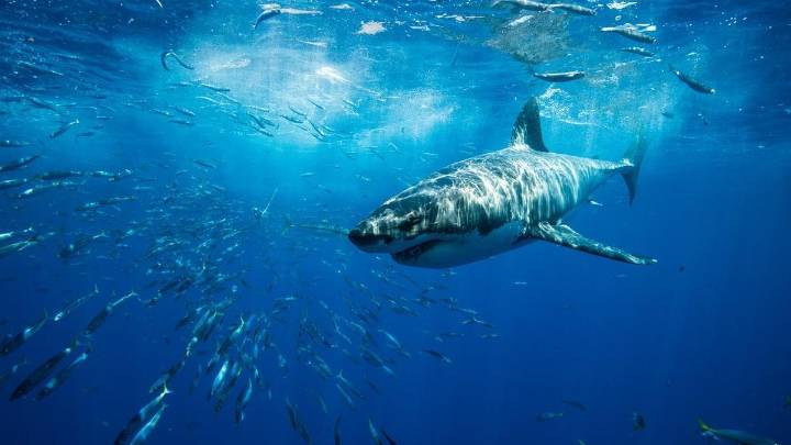 "Victoria histórica" para la protección de 70 especies de tiburones y rayas