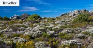 Fynbos South Africa: Exploring the Cape Floral Kingdom's Proteas, Ericas and animal life