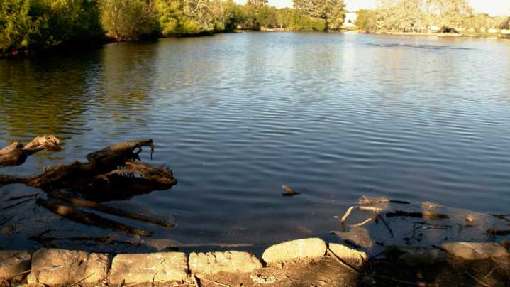 'An apocalyptic event': Dead ducks and fish popping up at private San Antonio lake; state investigating