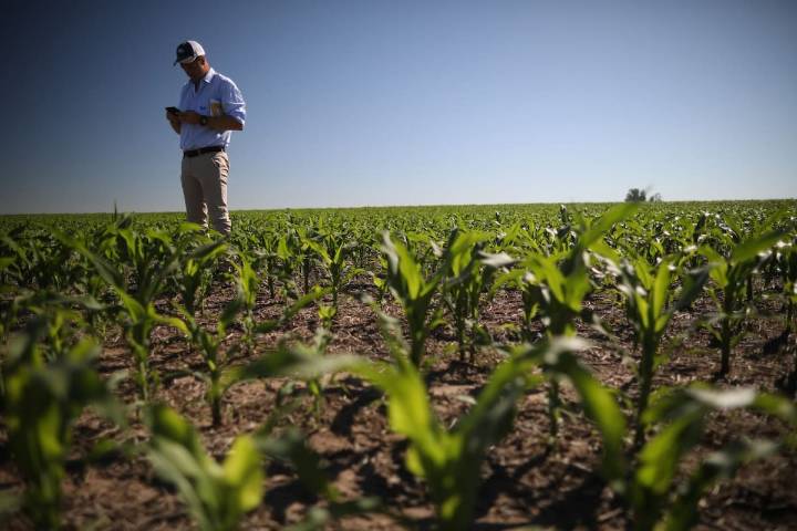 Opinión. El maíz requiere de políticas y planes para lograr el despegue necesario