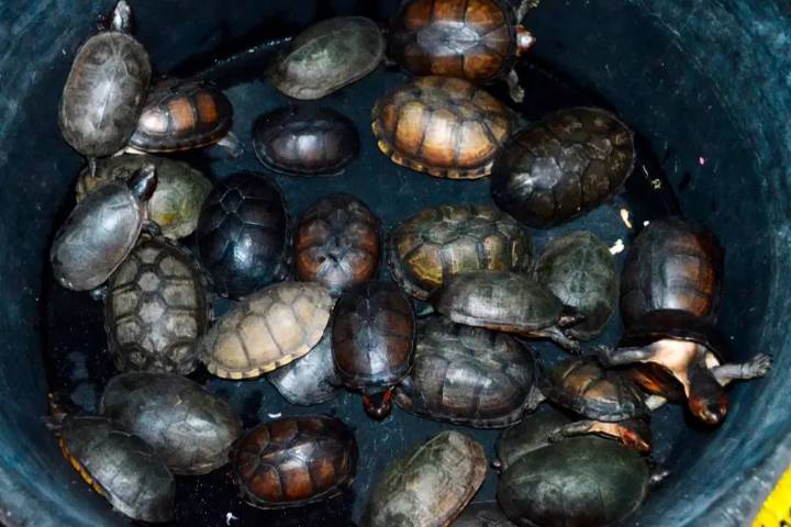 Cientos de tortugas rescatadas en operativo federal en aeropuerto de Tijuana