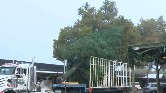 Old Sacramento's 60-foot Christmas tree arrives