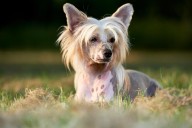 9 Best Dry Dog Foods for Chinese Crested Dogs