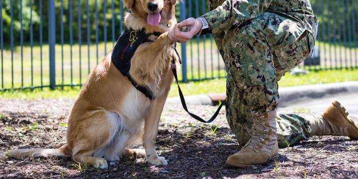 Adoption fees waived for veterans all week in Maury County