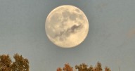 Beaver Supermoon On Display