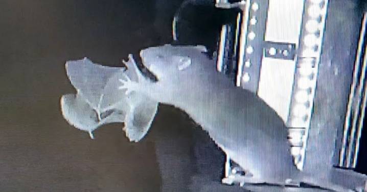 Rats seen snatching bats mid-air spark plague fears as they could pass diseases on to us