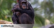 La ciencia descubre las razones que motivan la “guerra de chimpancés” de Ngogo