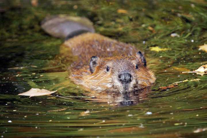 How to safeguard your trees from busy beavers
