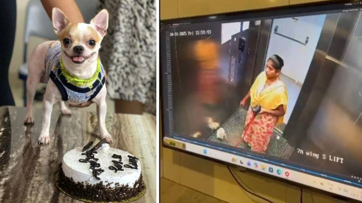 Bengaluru housemaid arrested for killing employer’s dog by swinging it against lift wall
