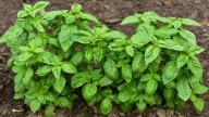 How To Prepare Basil Plants For Winter To Enjoy Next Season