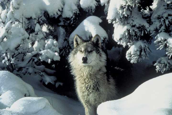 District Court hears arguments over wolf hunting regulations