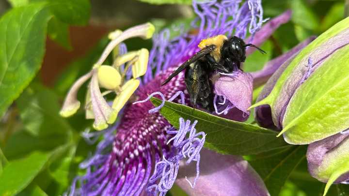 As frost dates change, how does that affect Wilmington…