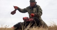 Tribes that restored buffalo are killing some to feed people because of the shutdown
