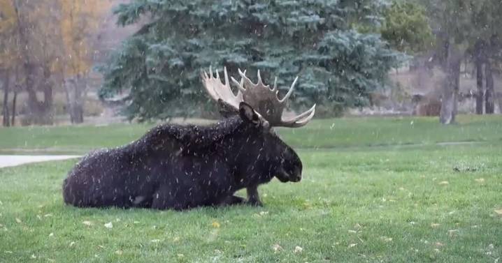 Max Tracks: Pinedale, Wyoming's mountains through a Labrador’s lens