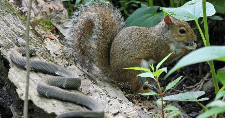 If you're not nuts about squirrels remember — they do help our ecosystems, support plant growth