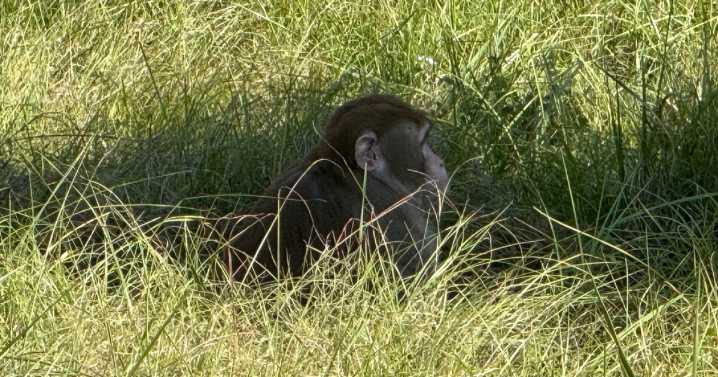 Mississippi woman kills escaped monkey fearing for her children's safety
