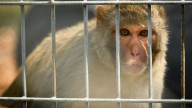 Second loose monkey in MS reported dead. Here's the latest