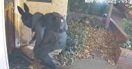 Porch Pirate Ring Targeted FedEx Packages With Insider Info: DA