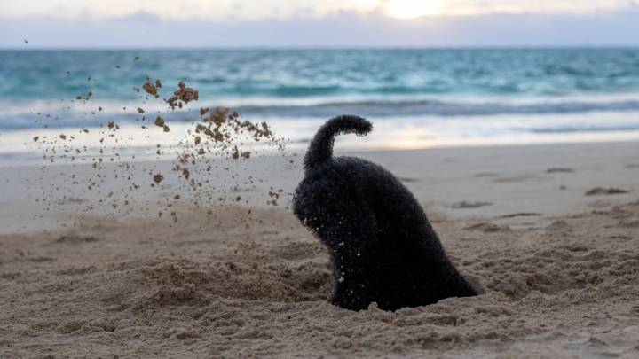 Si tu perro entierra cosas no está siendo previsor; puede ser un síntoma de aburrimiento o ansiedad
