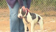 Pet of the Week: Meet Sanders!