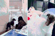 Tears as Scared Shelter Puppy Says Final Goodbye Before Life in New Home