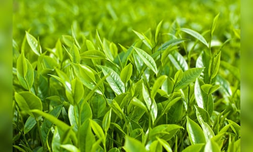 Bombay Burmah Q2 Results | Net profit falls 4% to ₹242 crore despite revenue, EBITDA growth