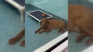 Florida Pup Overlooked For Years Finally Finds Hope In An Unexpected Connection