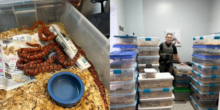 Over 50 snakes seized from property on Sisters Ferry Road