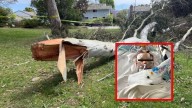 Muere niño de 4 años tras caerle la rama de un árbol de más 18 metros de altura