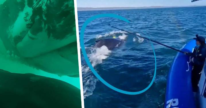 First footage of humpback whale nursing captured