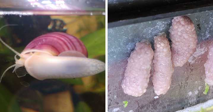 Mystery Snail Is Every Aquarist’s Funniest Clean