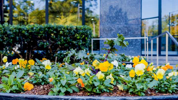 Expert tips to keep your Birmingham landscape fresh all fall + winter long