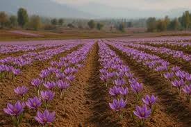 Pampore Turns Purple: Tourists throng Kashmir’s Saffron fields 