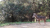 El lobo cría en Catalunya un siglo después: la loba del Empordà tiene tres lobeznos