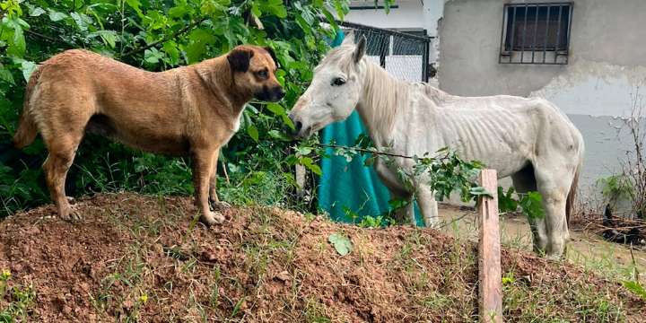 La conmovedora amistad entre Ami y Sofía: la perra cuida de la yegua que sobrevivió a los golpes de la tracción a sangre