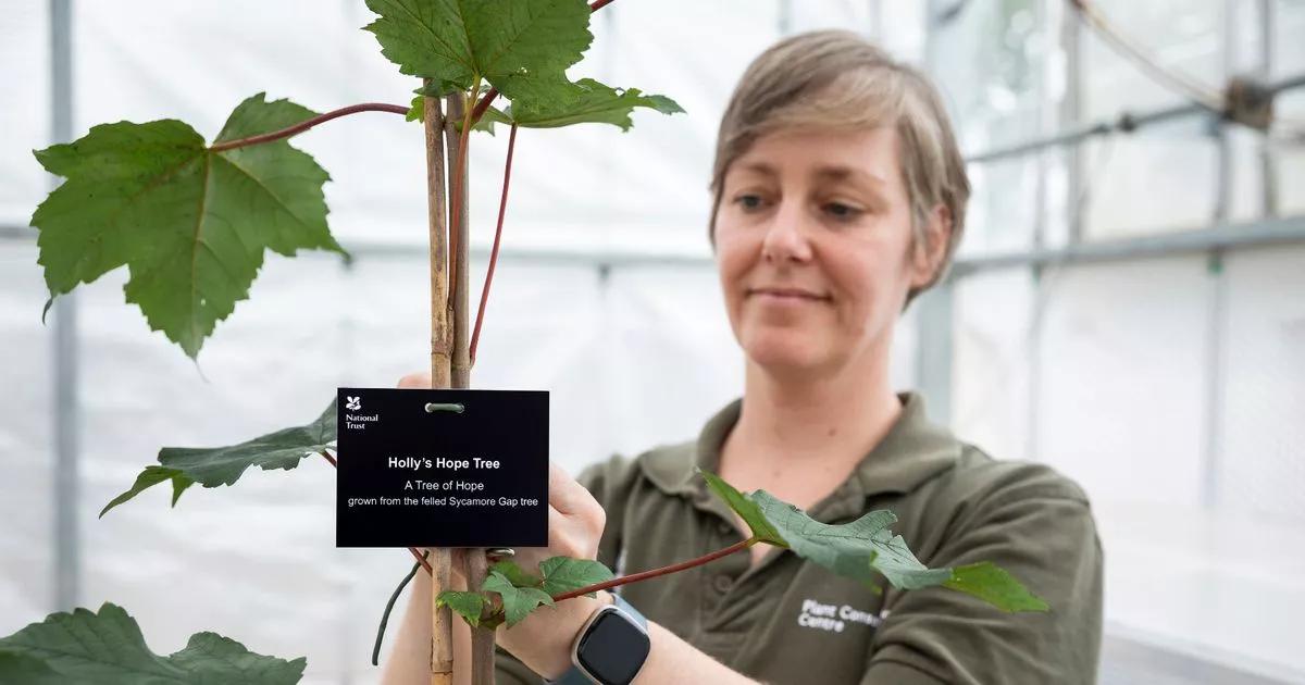 Sycamore Gap seedlings offer hope after iconic tree felled more than two years ago