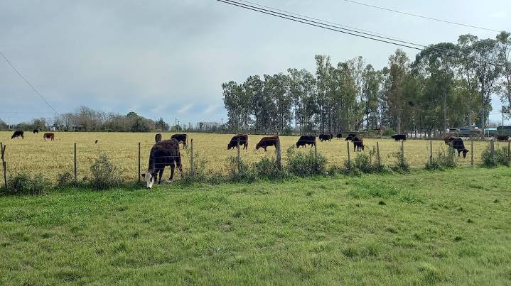 Nuevo escenario político: destacan las oportunidades para planificar la ganadería a largo plazo