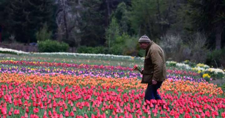 Murió Pedro Smekal, el hombre que le dio vida a los tulipanes en su chacra Bariloche