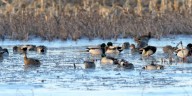 Michigan DNR warns waterfowl hunters as bird flu cases rise