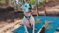 Florida Shelter Dog Waits 700 Days For A Family And The Reason Is Heartbreaking