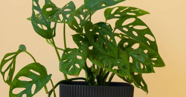 Cómo elegir plantas resistentes para espacios con sombra total: opciones que casi no fallan