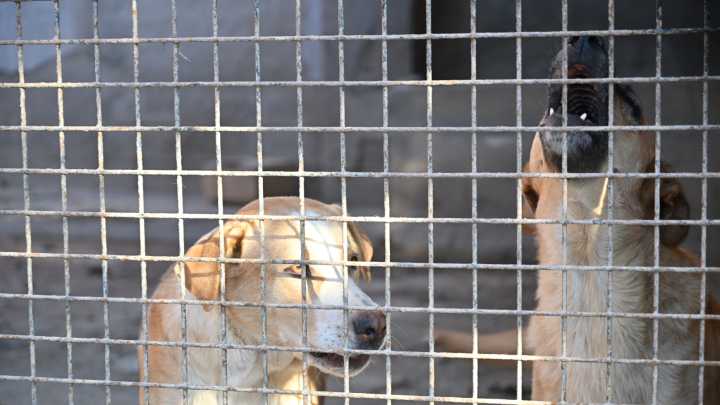 Almería da un nuevo impulso a su centro de protección animal con una notable ampliación