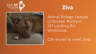 Fetch ME a Home | Sweet Ziva