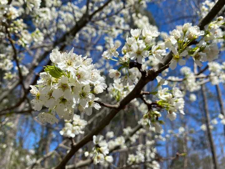 6 invasives species face ban: Michigan targets callery pear trees, Japanese barberry