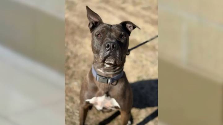 California Dog Overlooked For 2 Years And 4 Months Keeps Hoping Someone Will Love Him Back