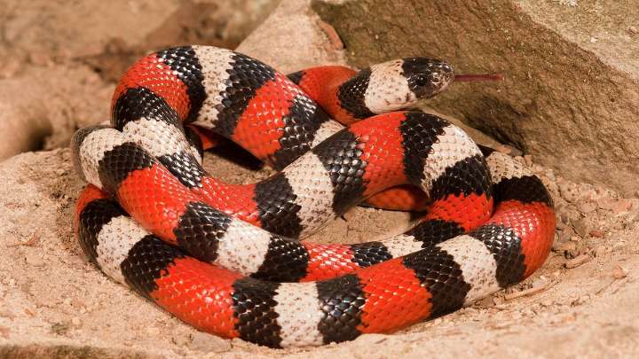 Milk Snake: Harmless Yet Colored for Danger