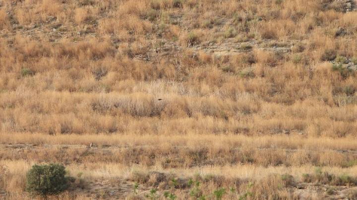 Reto visual: ¿Eres capaz de ver al aguilucho en menos de 30 segundos?