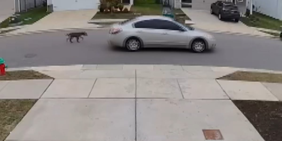 Dog rescued after being pulled behind car in Nashville neighborhood