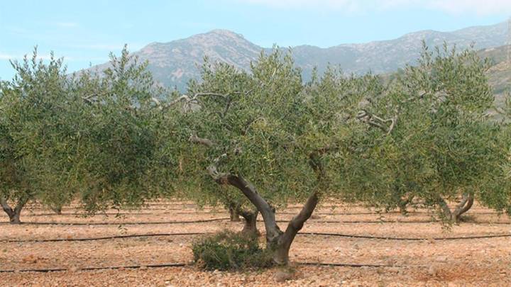 La desertificación avanza en el 60 % de la España árida
